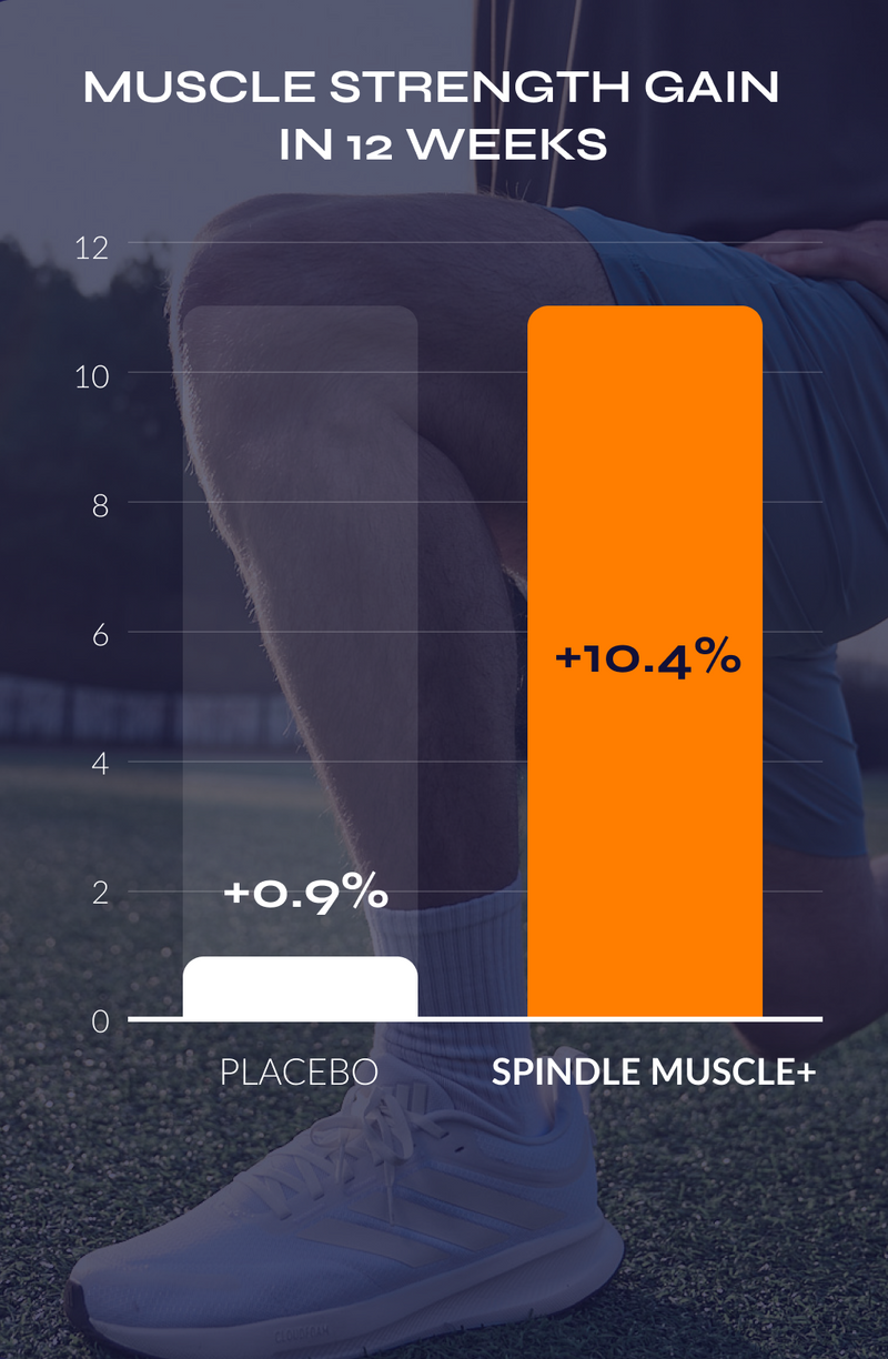 Comparison graphic showing a person's lower legs and foot in athletic wear, with two bar charts labeled PLACEBO and SPINDLE MUSCLE+ under the headline 'MUSCLE STRENGTH GAIN IN 12 WEEKS.' The orange bar indicates +10.