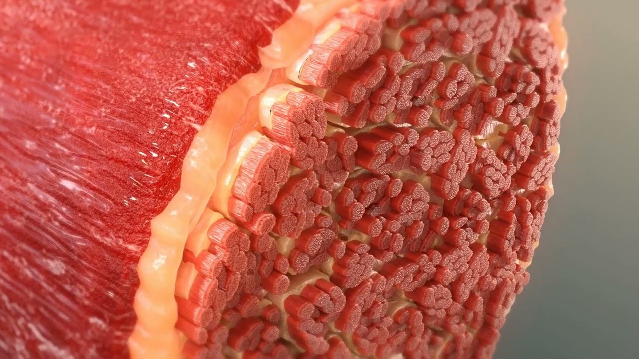 Gut microbe axis video